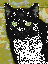 black cat